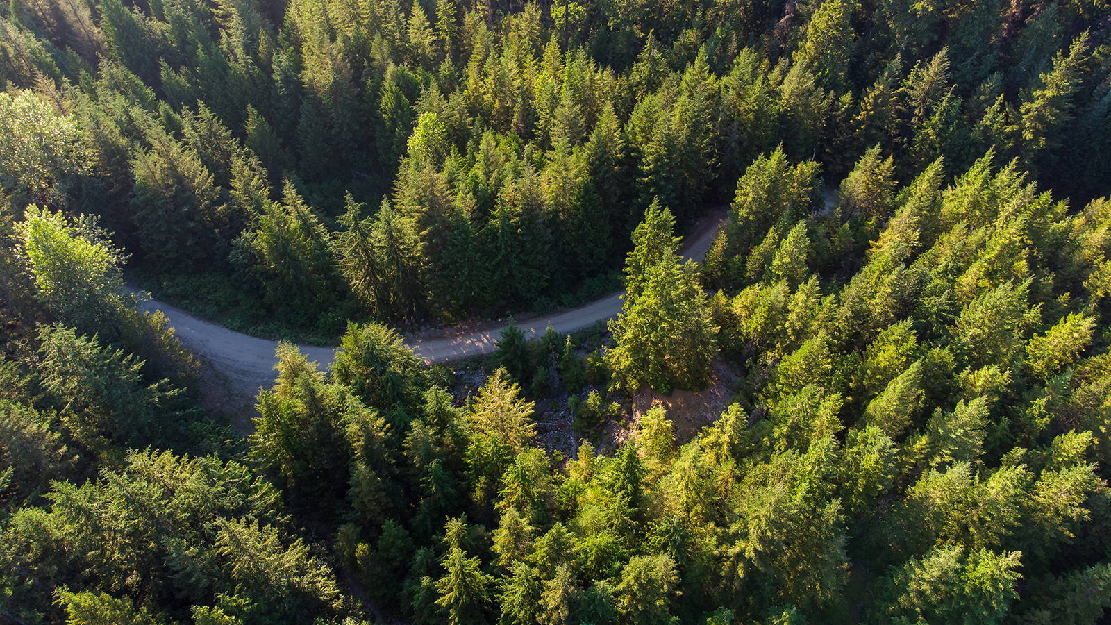 Aerial shot of forest
